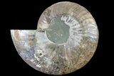 Cut Ammonite Fossil (Half) - Agatized #79162-1